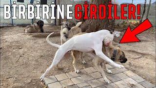 Dogo Argentino Tyson Ve Kangal Ayı Birbirine Girdiler!!