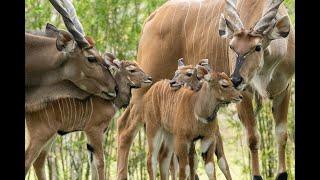 Giant Eland Calves Born at Zoo Miami