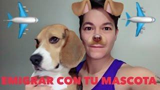 VENEZOLANO EN CHILE: COMO EMIGRAR CON TU MASCOTA - Javierrr