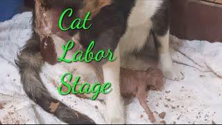 CAT MOM IS IN LABOR STAGE AND GIVING BIRTH