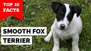 Smooth Fox Terrier - Top 10 Facts (The Gentleman Terrier)