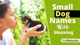 20 Small Dog Names with Meaning ! Unique Puppy Names ! Pet Names 2021