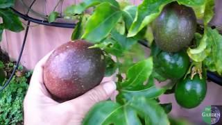 grow Passionfruit like a professional- use a trellis [grafted Panama Red]