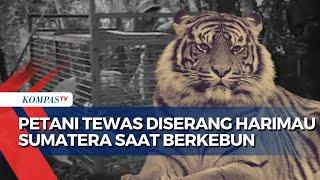 Gegerkan Warga! Petani di Lampung Barat Ditemukan Tewas Mengenaskan Usai Diserang Harimau Sumatera