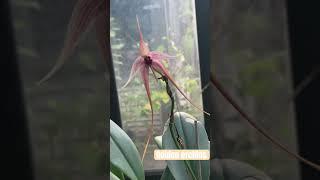 Golden #orchids #music #bulbophyllum  #fragrantorchids #jillscott