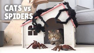 Cats vs Spiders | Kittisaurus