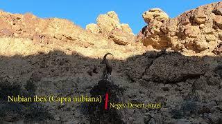 Nubian ibex (Capra nubiana) in the Negev Desert in Israel.