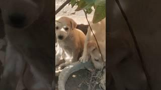 cute dogs #puppy #prachipuri7 #ytshorts#doglover