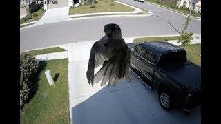 This Bird's Wing Flapping Is Synced With A Camera's Frame Rate And It's Mind Boggling