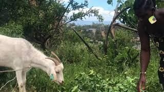 African village girl slaughtering goat for food part two