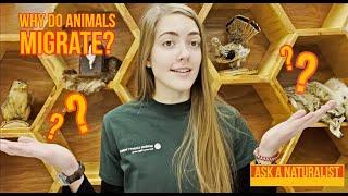 Ask a Naturalist: Why Do Animals Migrate?
