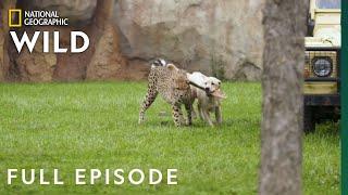 Run Cheetah Run (Full Episode) | Secrets of the Zoo