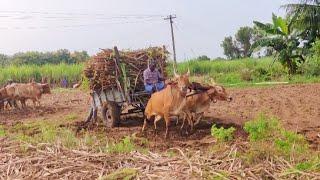 Bullock Cart Ride | Bullock Cart Stuck