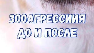 Агрессия на собак. Зооагрессия. Коррекция поведения