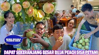 DAPAT BANYAK, PANEN BUAH PEACH SISA PETANI ALHAMDULILLAH BANYAK YANG BAGUS KITA DAPAT SEKERANJANG