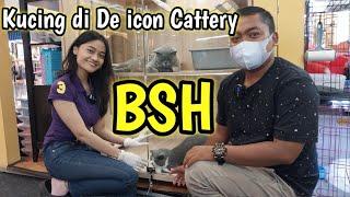 Harga Kucing di De icon  KUCING BSH , adopsi ke tempat langsung bisa