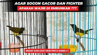 TANPA EMBUN TAPI BISA GACORINI CARA SAYA CETAK SOGON SUPER GACOR & FIGHTER