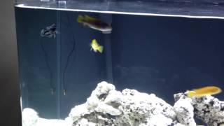 African cichlids