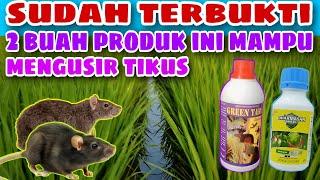 insektisida pengusir tikus sawah