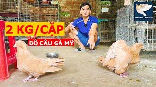 Trình làng chim Bồ câu Gà Mỹ 2kg một cặp, đi lặc lè không khác gì Gà | Nông dân làm giàu