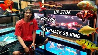 REVIEW HARGA IKAN PREDATOR DAN TANKMATE. TOKO IKAN YANG BANYAK PILIHAN SB KING. ARWANA