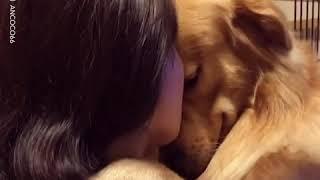 The Unconditional Love Of Dogs Is Incredible