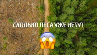 Вырубка лесов в регионе / Полоцкий район / Беларусь