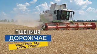 До кінця року ціна пшениці не перевищить 9500 грн/т. То вже продавати зерно пшениці чи ще потримати?