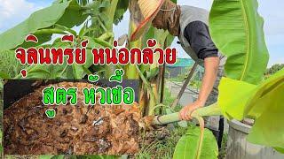 จุลินทรีย์หน่อกล้วย สูตรหัวเชื้อ (สูตรได้ผลจริง)