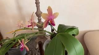 Обзор коллекции орхидеи на июнь месяц. Орхидеи в интерьере. Мои джунгли.