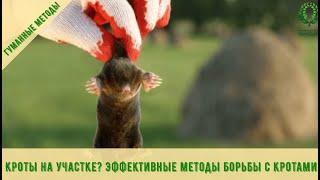 Кроты на участке? Эффективные методы борьбы с кротами.. Питомник  и  Е. Иващенко