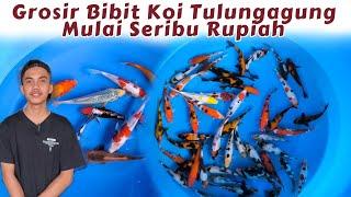 Ikan koi Seribu Rupiah  Grosir Bibit Ikan Koi Muna Koi Tulungagung