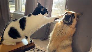 Funny Dogs And Cats Videos 2024 They're Best Friends