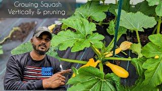 How to Prune Squash plant and grow vertically | Save Space - Increase Yield and prevent disease