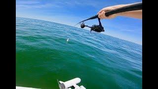 NO Cobia Tower? NO problem! Sight Casting Cobia from TINY BOAT