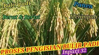 Pengisian bulir padi maksimal | Padi inpari 32