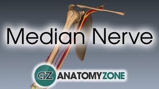 Median Nerve | 3D Anatomy Tutorial