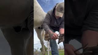 #farrier #horse #farriery #hoof #hooftrimming #minihorse #donkey #horse  #drafthorses  #animallover