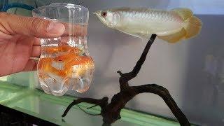 Arowana fish Vs Goldfish