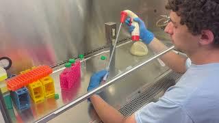 Splitting Cells:  Cell Culture - Updated - CBEC Cell Block