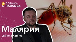 Малярия - Данила Коннов//малярийный плазмодий, тропическая малярия, гамонт, спорозоит