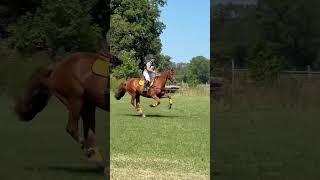 KATNISS galloping towards VICTORY. WINNING our class. #häst #heste #horse #horses #hest #eventing