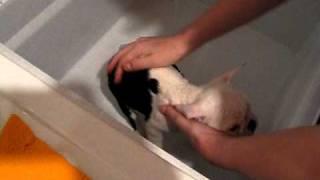 Puppy Mona Bath Time