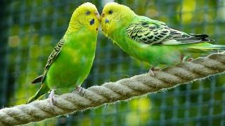 8 Hours Parakeets Chirping Sounds, Meditation in Budgies Songs to Reduce stress blood pressure
