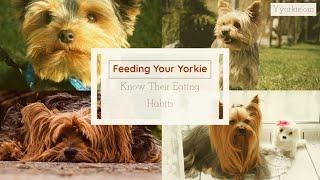 This Is Why Your Yorkie Eats So little (All About Their Eating Habits)