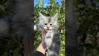 Black Silver Maine Coon Boy at 8 weeks old