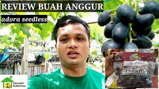 review anggur hitam tanpa biji adora seedless