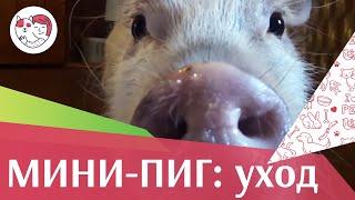 4 самых распространенных ошибки при уходе за мини-пигами на ilikepet