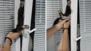 Curious cat somehow gets itself stuck in window #Shorts