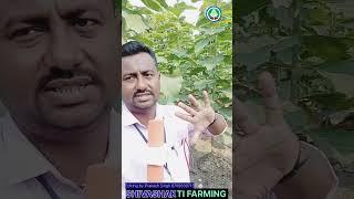 Tissue culture sagwan tree farming||shivashakti Agritec Limited|| सागवान @shivashakti_farming